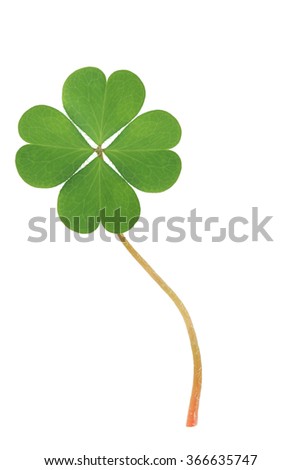 Green clover four leaf isolated on white background. This has clipping path.