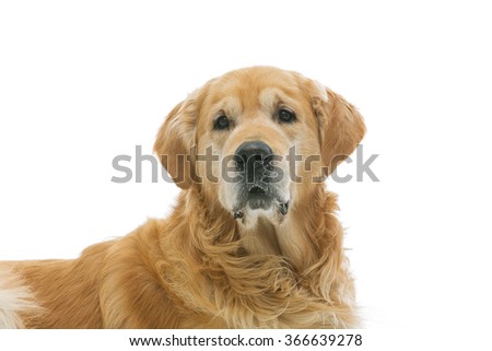 Old beautiul golden retriever dog