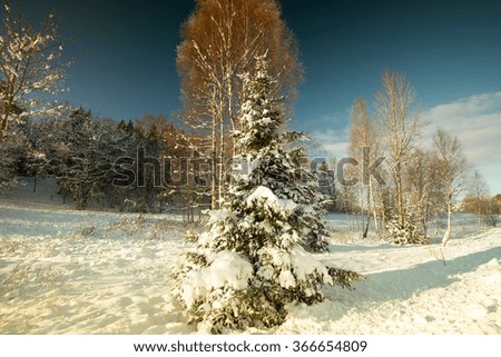 the fir tree covered with snow.  winter landscape