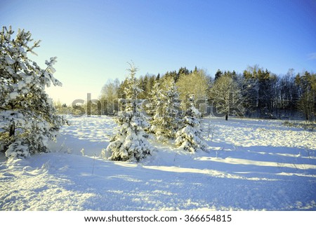 fir trees are covered with snow. winter landscape