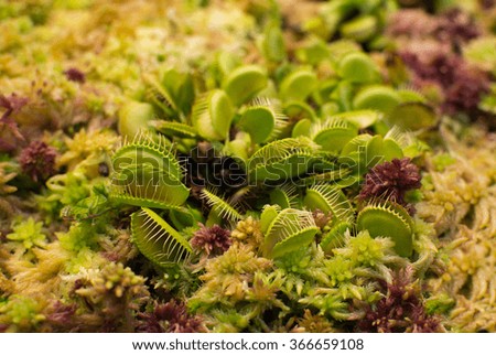 Venus flytrap Dionaea muscipula closeup in wet moss red yellow and green colors.