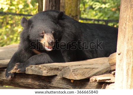 Black bear napping in the sun. Rescued and cared for in Luang Prabang, Laos.