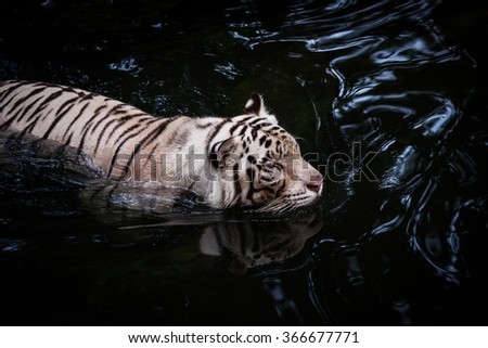 Picture of a white tiger walking in water
