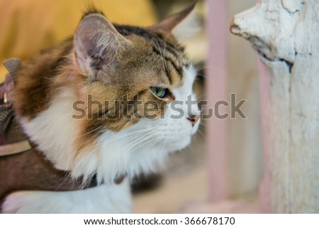 Cat, selective focus, on blurred background