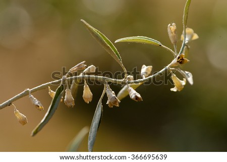 Silverberry Elaeagnus commutata flowering time 