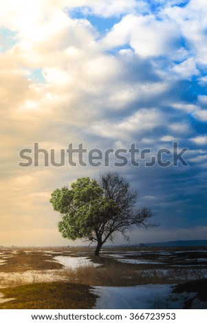 The picture shows a tree, which is in several stages year. right summer, warm light, the second cold winter, and decay of nature.