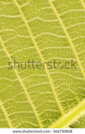 Leaf macro fiber surface