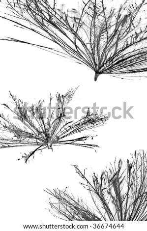 Abstract picture of thistle seed pods floating away