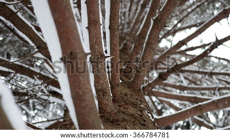 Abstract Winter tree branches with snow