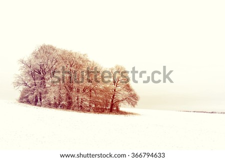 RETRO PHOTO FILTER EFFECT: Copse of Trees in Snowy Landscape, with cloudy overcast sky. Penn, Buckinghamshire, England, UK.