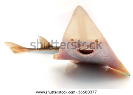 Fish skate on a white background, the bottom party