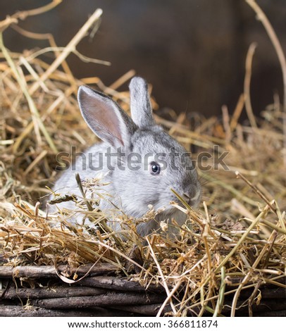 Grey rabbit on dry grass (straw) 