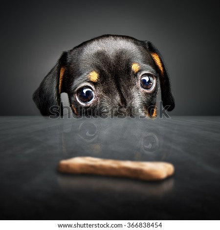 Dachshund puppy looking at a treat (out of reach) over a table Royalty-Free Stock Photo #366838454