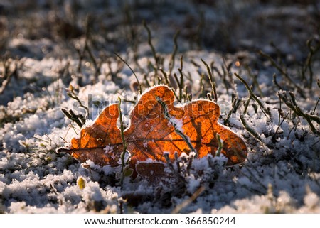Tree leaf on the ground, covered with frost in the snow.
Backlight of the sun.