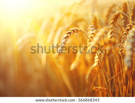 Wheat field. Ears of golden wheat close up. Beautiful Nature Sunset Landscape. Rural Scenery under Shining Sunlight. Background of ripening ears of meadow wheat field. Rich harvest Concept Royalty-Free Stock Photo #366868343