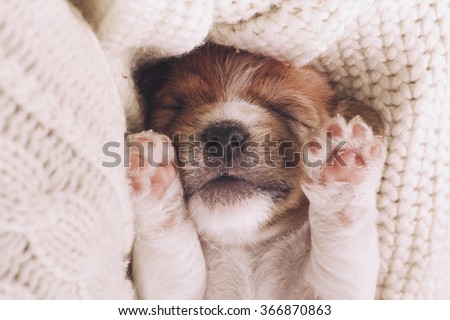 Cute puppy sleeping with his paws up on a knitted sweater. Cozy winter at home. Instagram filter Royalty-Free Stock Photo #366870863
