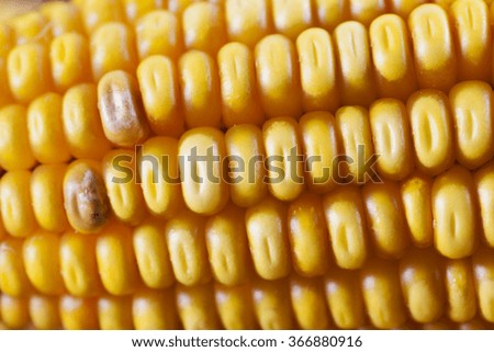 corn cop closeup, macro