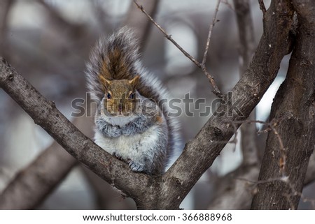 The eastern gray squirrel has predominantly gray fur, but it can have a brownish color. It has a usual white underside as compared to the typical brownish-orange underside of the fox squirrel.