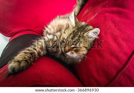 Picture of a sleeping ginger cat on a red couch