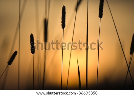 Close-up of a weed at field at sunset.