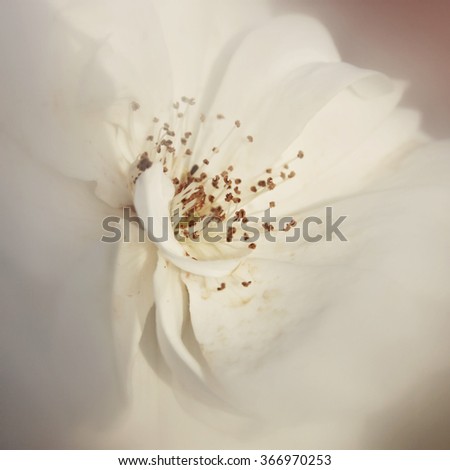 dreamy and blurred image of white rose. vintage filtered and toned
