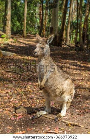 A red Kangaroo standing, Macropus rufus, within the Trowunna Wildlife Park, in Mole Creek, Tasmania, Australia.