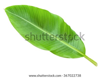 Banana leaf isolated over white Royalty-Free Stock Photo #367022738