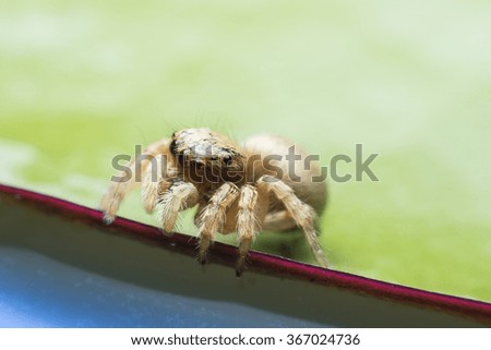 Jumping spider on a lotus leaf (space for text).