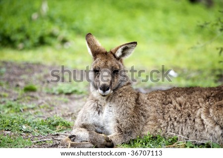 Laying Kangaroo