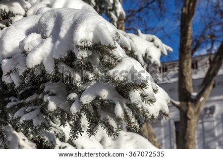 Winter fir branches in the snow on a bright sunny day