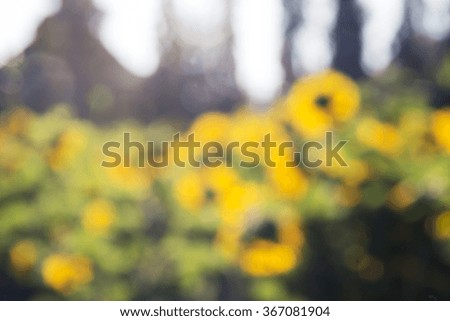 Picture blur flower nature, sunflowers