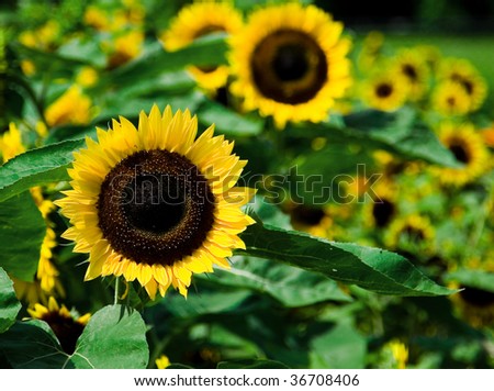  A field of sunflowers