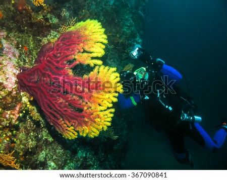 Underwater photographer is taking picture of a coral. Seascape nature ambient shot of scuba activity and wildlife. Active vacation and nature conservation.