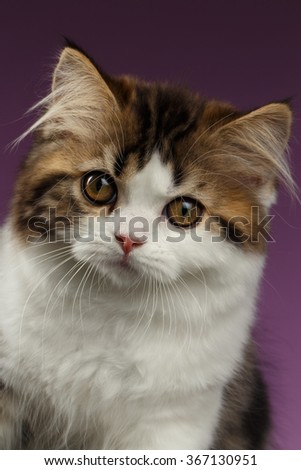 Closeup Portrait Angry Scottish straight Kitten on Purple Background