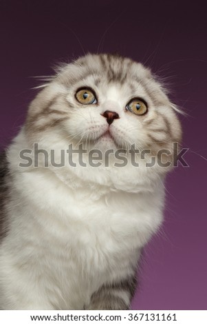 Closeup Portrait of White Scottish Fold Kitten on Purple Background