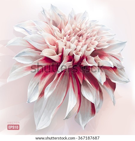 Luxurious red-white garden Dahlia flower painted in watercolor style Royalty-Free Stock Photo #367187687