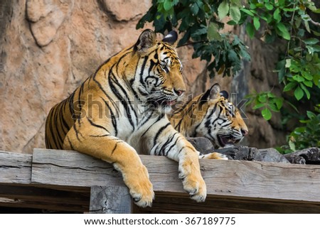 Two tiger resting under the tree Nature background