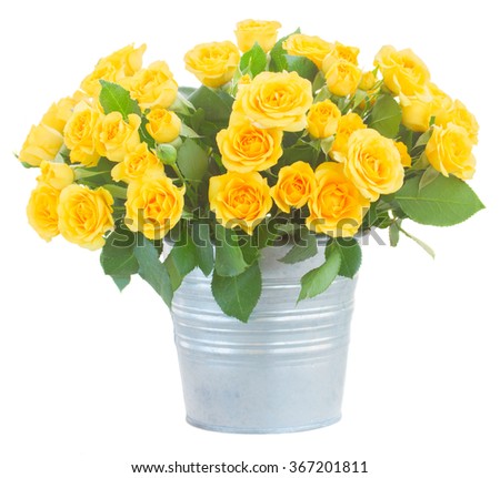 bunch of fresh yellow roses with green leaves in  metal pot  isolated on white background