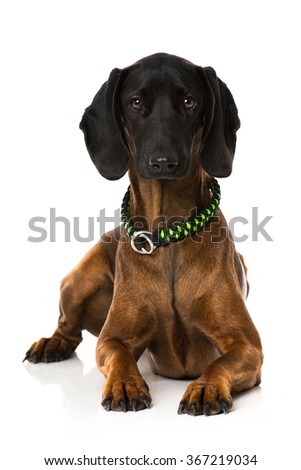 bavarian mountain dog