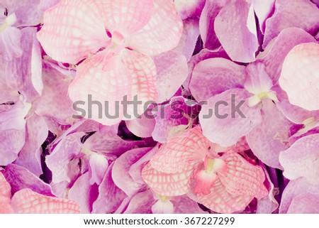 Beautiful flowers background. soft focus
