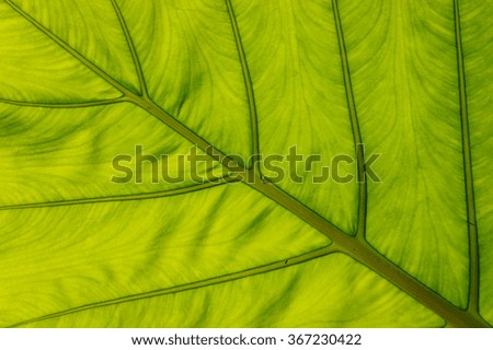 big green leaf texture horisontal beautiful background 