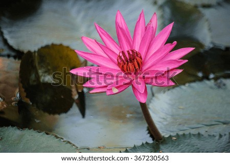 Beautiful pink water lily in lake  closeup