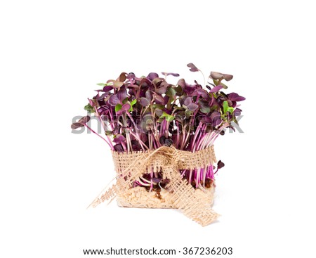 Purple  radish fresh sprouts with sack cloth ribbon isolated 
