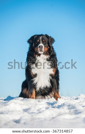 Bernese mountain dog sitting on the hill in winter