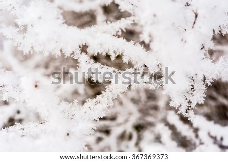 Tree branches under snow. Close-up view
