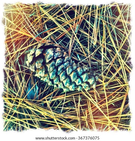 A pine cone and pine needles.