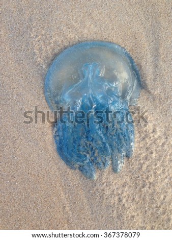 Jellyfish on sand Sunshine Beach, Queensland