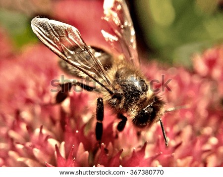 Bee on sedum spectabile