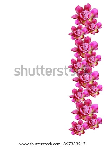 peony flowers isolated on white background.pink flower