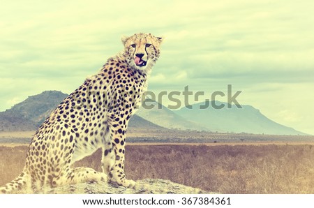 Wild african cheetah. Vintage effect. National park of Kenya, Africa